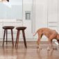 Gamelle design chien - Desco