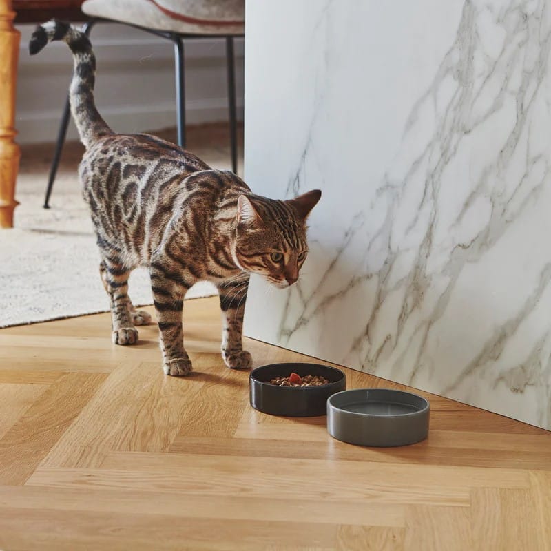 scodella bowl porcelaine chat design miacara Repas raffiné : Les gamelles élégantes pour votre chat gourmand