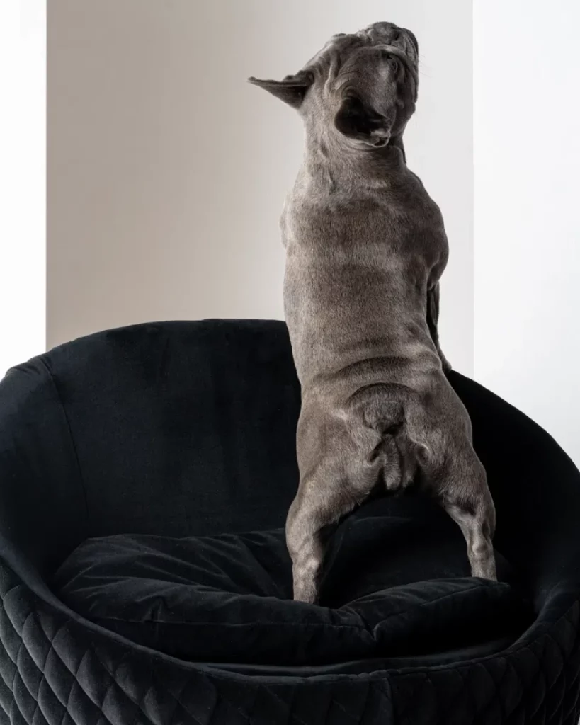 Canapé en velours pour chien – Victoria