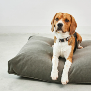 Coussin pour chien confort design - COMODO