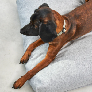 coussin design pour chien calma miacara