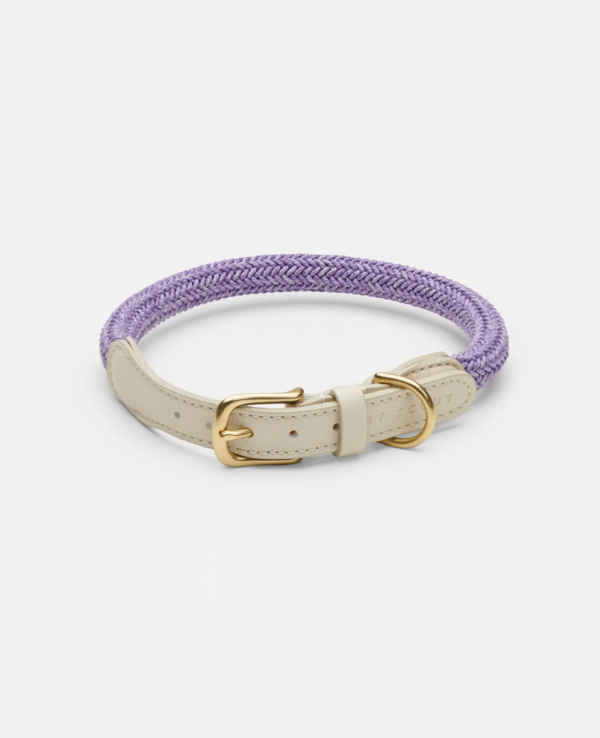 laisse collier by scout design chien et chat