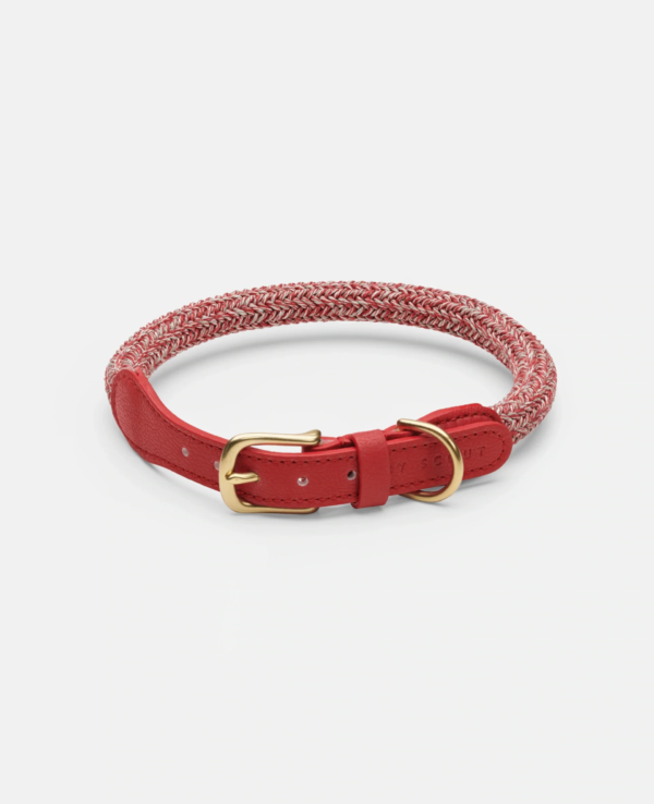 laisse collier by scout design chien et chat