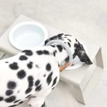 desco-gamelle-porcelaine-chien-design