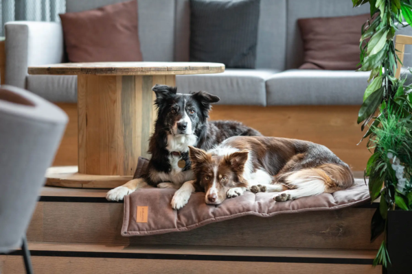 Matelas de voyage design pour chien - CLASSIC bowl and bone